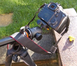 Macro photography with the centre column repositioned Macro photography with the centre column repositioned