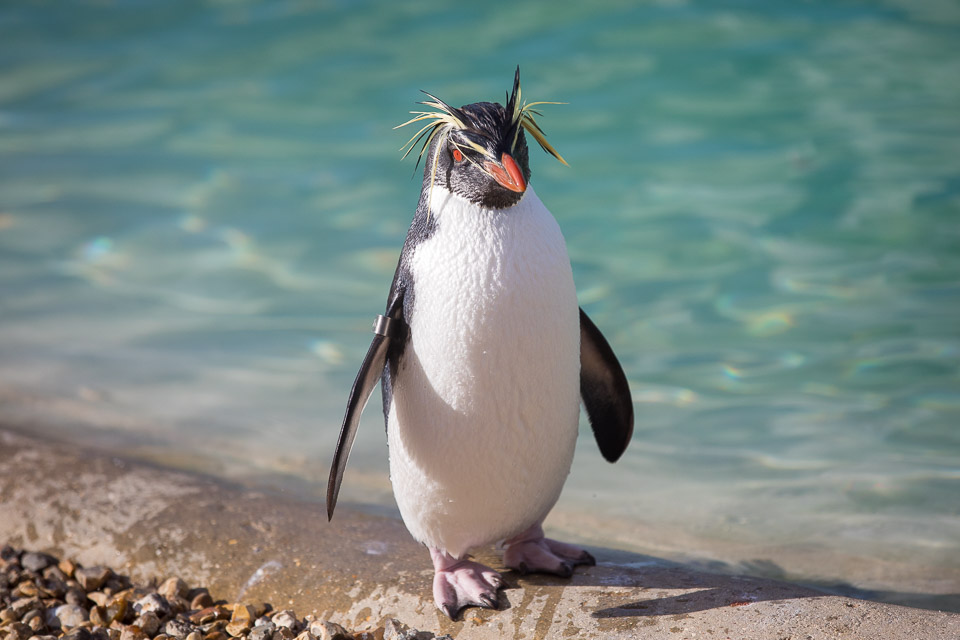 penguin