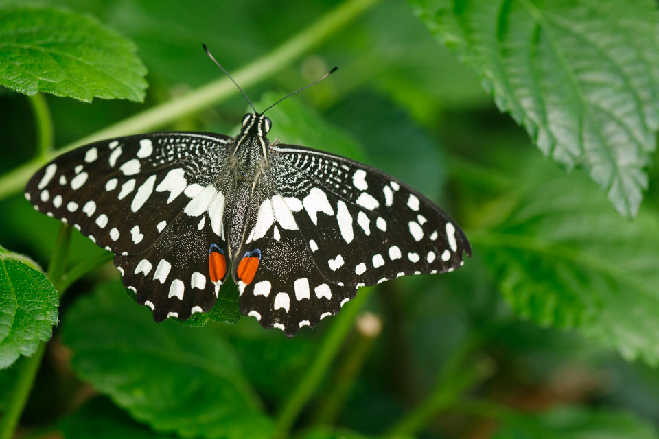 butterfly