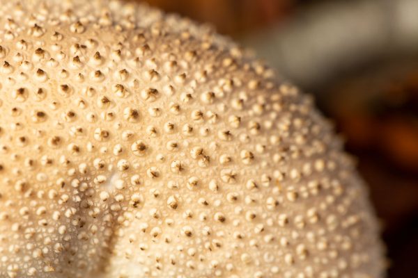 EF 100mm f/2.8L Macro IS USM at 1:1