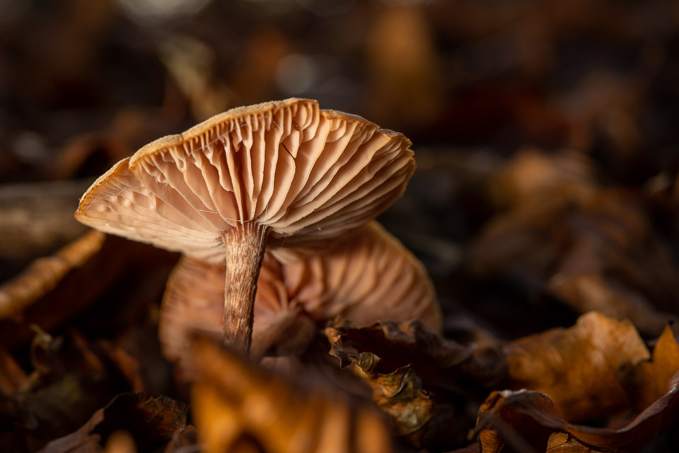 Mushroom macro 