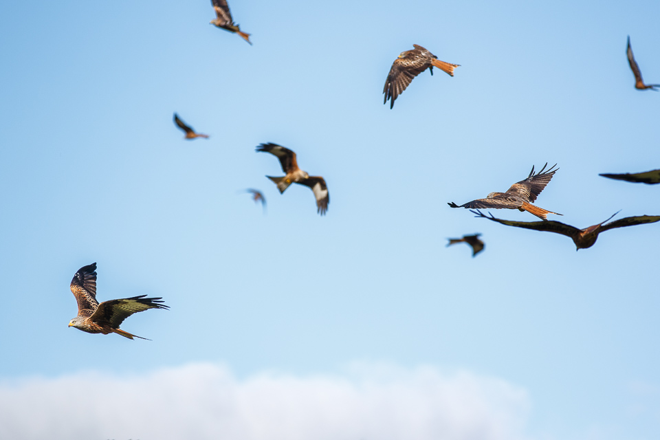 Bird in flight, red kite at Gigrin Farm