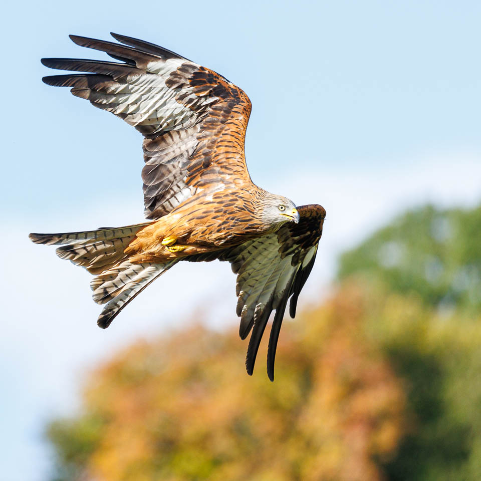 Bird in flight, red kite at Gigrin Farm