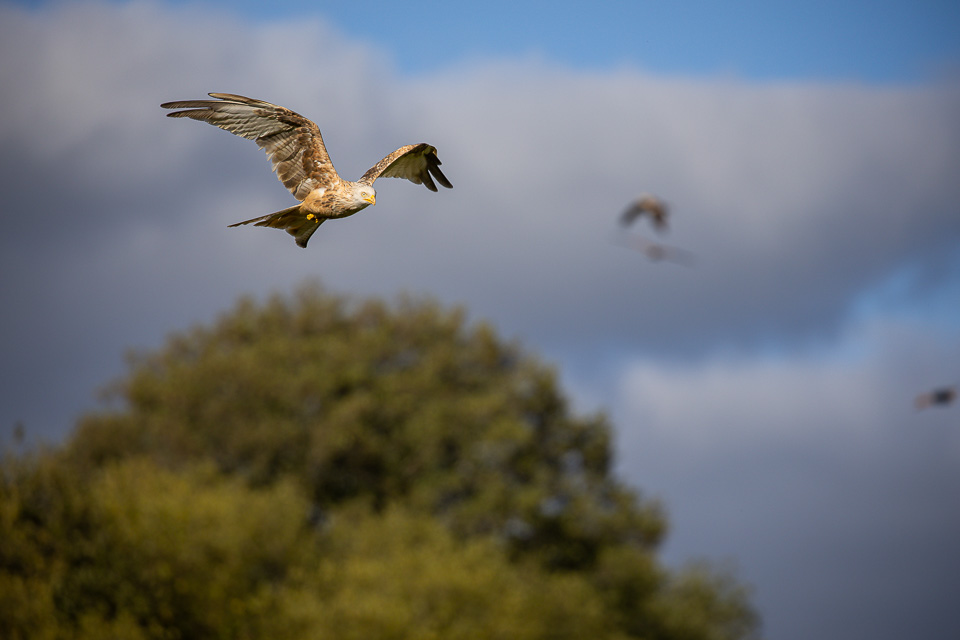 Bird in flight, leucistic red kite at Gigrin Farm