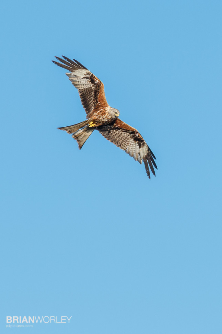 Red kite